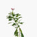 Jatropha