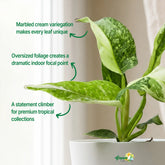 philodendron jose buono plant