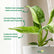 philodendron jose buono plant