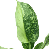 philodendron jose buono leaf