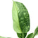 philodendron jose buono leaf