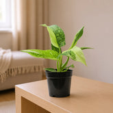 philodendron jose buono online