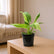 philodendron jose buono online