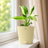 jose buono plant
