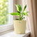 jose buono plant
