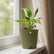 philodendron jose buono with pot