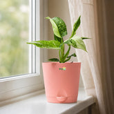 philodendron jose buono
