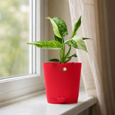 philodendron jose buono online