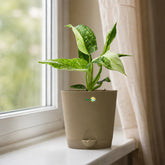 philodendron jose buono care