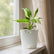philodendron jose buono plant
