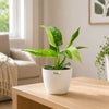 Philodendron Jose Buono