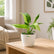 philodendron jose buono
