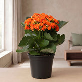 Kalanchoe Orange