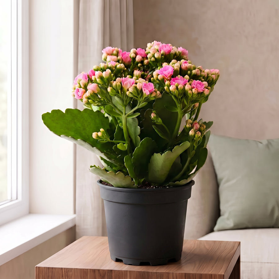 Kalanchoe Pink in gropot