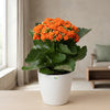 Kalanchoe Orange