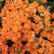 Kalanchoe Orange