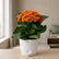 Kalanchoe Orange