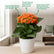 Kalanchoe Orange