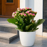 Kalanchoe Pink 