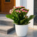 Kalanchoe Pink 