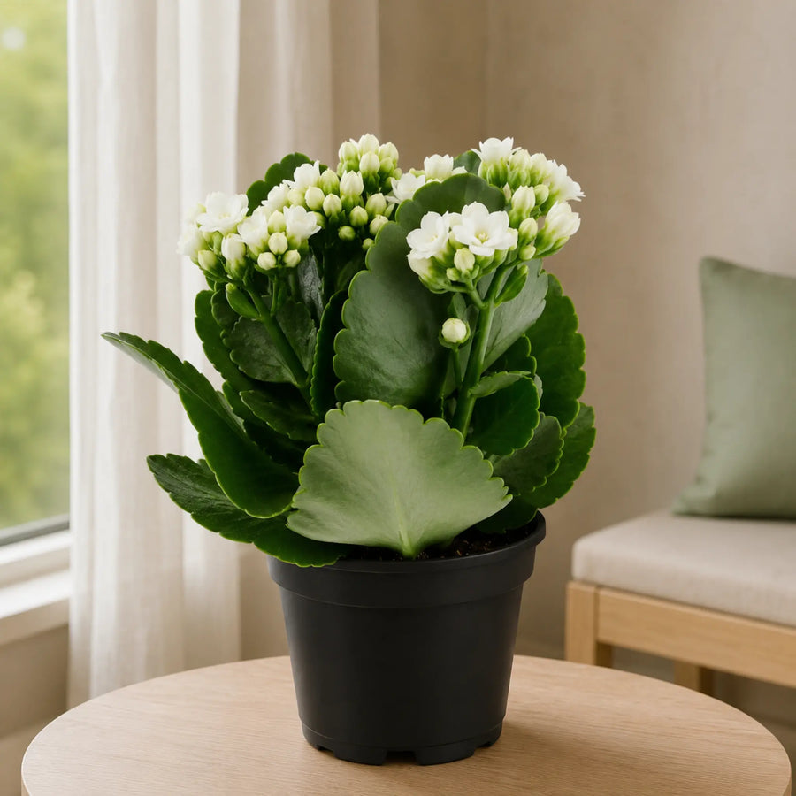 kalanchoe plant