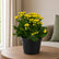 kalanchoe type