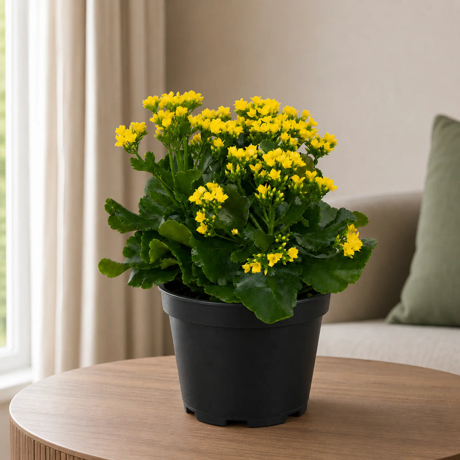 kalanchoe type