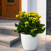 kalanchoe yellow plant