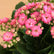 Kalanchoe Pink