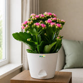 Kalanchoe Plant