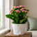 Kalanchoe Plant