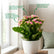 Kalanchoe Pink