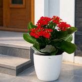 blooming kalanchoe plant