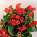 Kalanchoe red