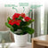 Kalanchoe red