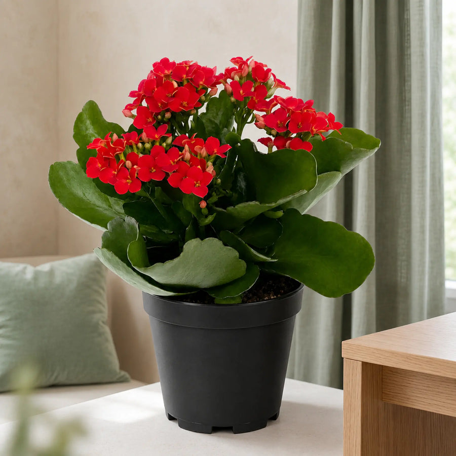 flower plant kalanchoe