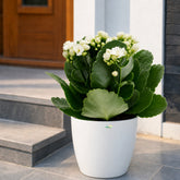 Kalanchoe White flower