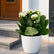 Kalanchoe White flower