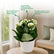 Kalanchoe White