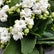 Kalanchoe White