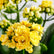 Kalanchoe Yellow