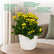 blooming yellow kalanchoe plant
