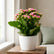 Kalanchoe Pink