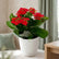 Kalanchoe red