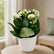Kalanchoe White
