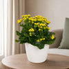 Kalanchoe Yellow