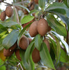 Sapota Kalipatti