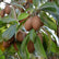 Sapota Kalipatti