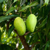 Mango Kolomb