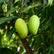 Mango Kolomb